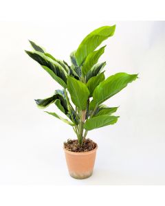 Artificial Waved Leaf Plant in Pot